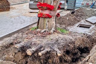 Kasztanowiec trafił na środek ronda