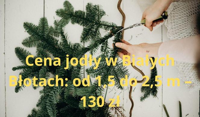 Najtańsze choinki w Bydgoszczy i okolicach. Tu dostaniesz ładnego świerka już za 28 zł