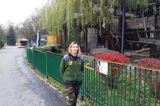 Pracownicy śląskiego ZOO chcą ratować pantery śnieżne