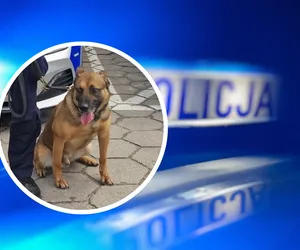 Policyjny pies Maj błyskawicznie wytropił złodziei. Znalazł ich 500 metrów od mieszkania, które okradli!