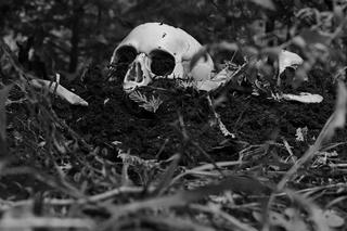 Tajemnicza śmierć w lesie pod Tarnowem. Ciało było przykryte ściółką