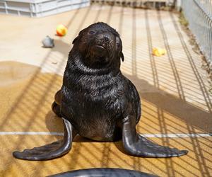 W ZOO Wrocław na świat przyszedł prawdziwy MODEL! Zobaczcie, jak pozuje młodziutki kotik