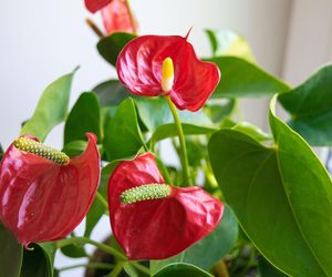 Bez tego anturium nie zakwitnie. Przygotuj dziś i za 2 dni podlej roślinę, a wypuści piękne kwiaty. Nawóz do anturium pobudzający kwitnienie