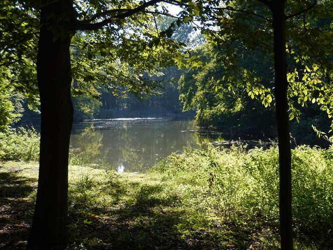 tłumy spokojnie spacerujących spacerowiczów w Pszczynie ZDJĘCIA