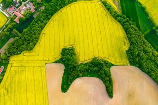 Pudelek w polu rzepaku