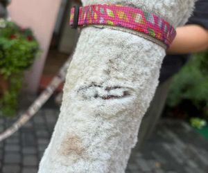 Agresywne psy pogryzły alpakę w rybnickiej dzielnicy Kamień