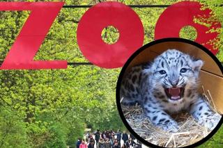 ZOO w Warszawie powitało nowego mieszkańca. To samczyk irbisa śnieżnego