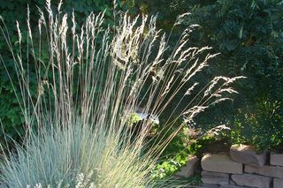 Owies wiecznie zielony - Helictotrichon sempervirens