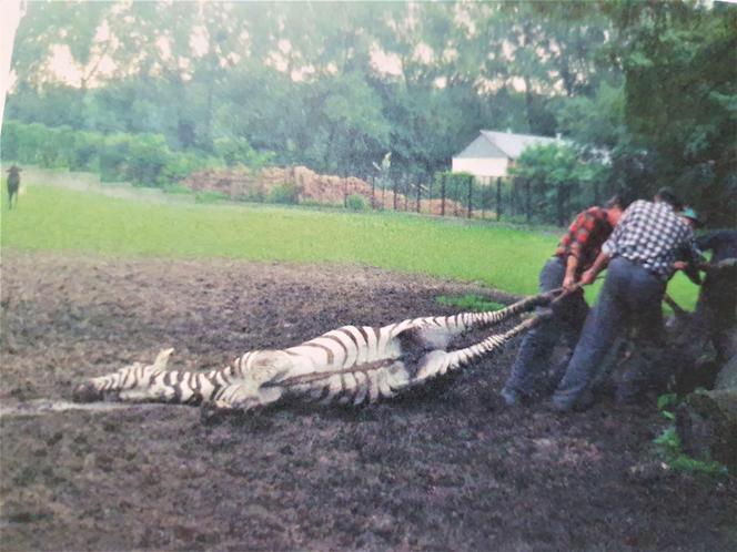 Powódź tysiąclecia we Wrocławiu. Zobacz, jak ratowano zoo przed wielką wodą 