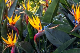 Strelicja królewska - Strelitzia reginae