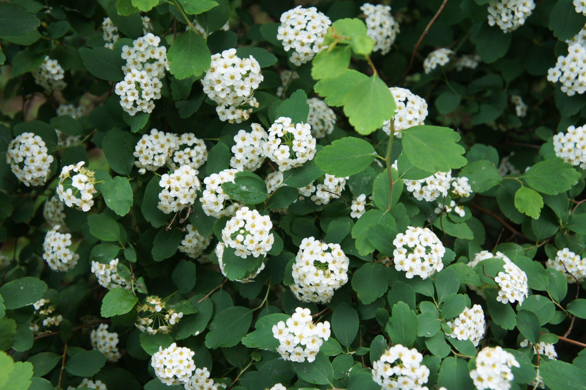 Tawu a Brzozolistna Spiraea Betulifolia Urzadzamy pl tawu-a-brzozolistna-spiraea-betulifolia-urzadzamy-pl