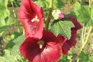 Czerwone kwiaty do ogrodu: malwa