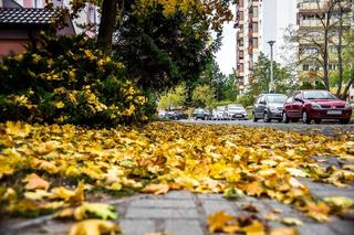 Wszystkich Świętych. Jak przygotować auto i kierowcę przed wyjazdem na cmentarze?