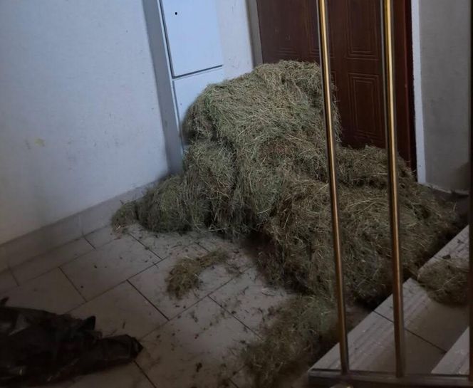Sucha trawa pod drzwiami sąsiada! Nietypowy konflikt w Bydgoszczy przybiera na sile. To dziecinada!