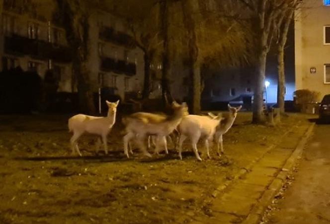 Dzikie zwierzęta przyłapane w Wejherowie