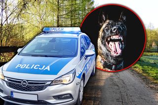 Psy-bestie zagryzły rowerzystę. Koszmar na Lubelszczyźnie