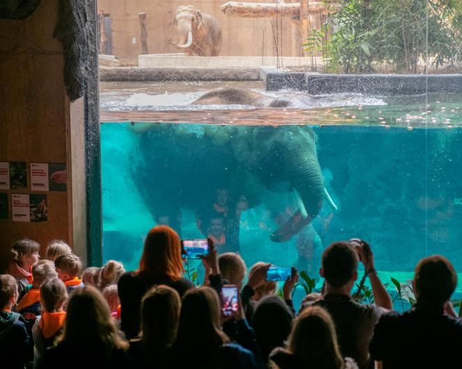 Wielkie majówkowe emocje. Co zaoferuje Orientarium, Aquapark Fala i Atlas Arena?