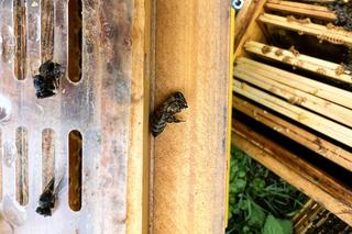 Zniszczył pasiekę w pałacowym ogrodzie. Trzy rodziny pszczół zginęły