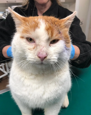 Kot do adopcji w zielonogórskim schronisku
