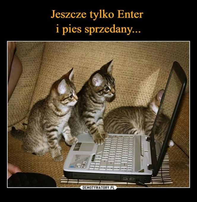 Koty opanowały internet! Memy z mruczkami bawią do łez [TOP 45]