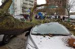 Złamane drzewo uszkodziło samochód na ul. Podhalańskiej w Szczecinie