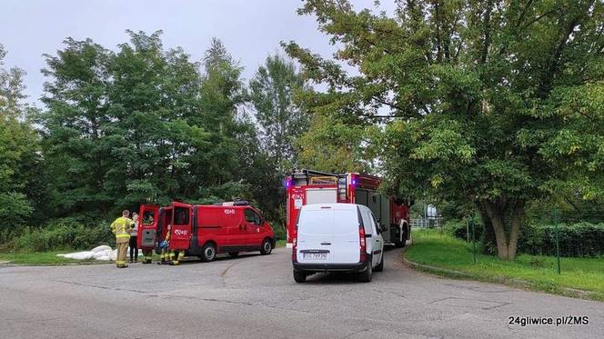 Nieznana substancja zatruła rzekę Kłodnica w Gliwicach