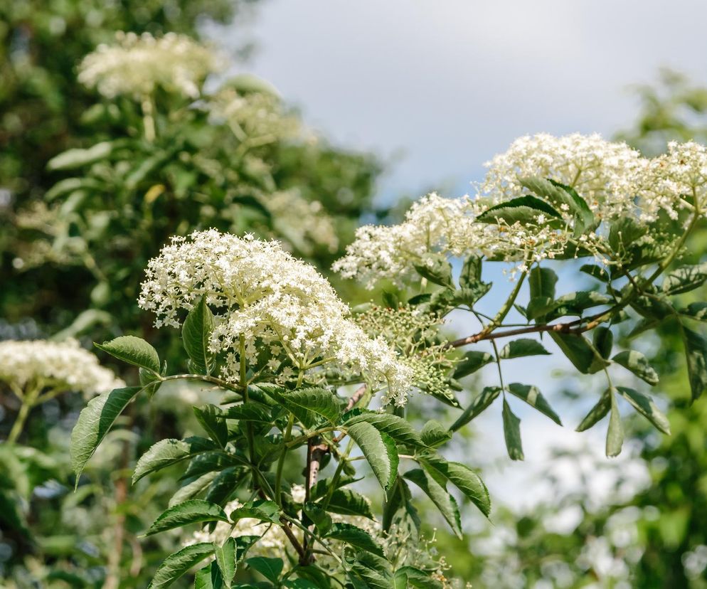 Czarny bez 