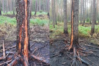 Lubelskie. Pożar lasu 