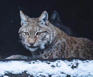 Zima w zoo we Wrocławiu. Zobacz, jak zwierzaki radzą sobie w chłodne dni 