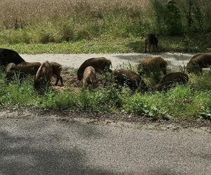 Dziki na trasie pod Olsztynem