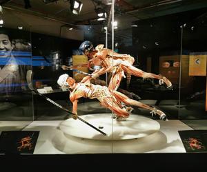 Wystawa BODY WORLDS