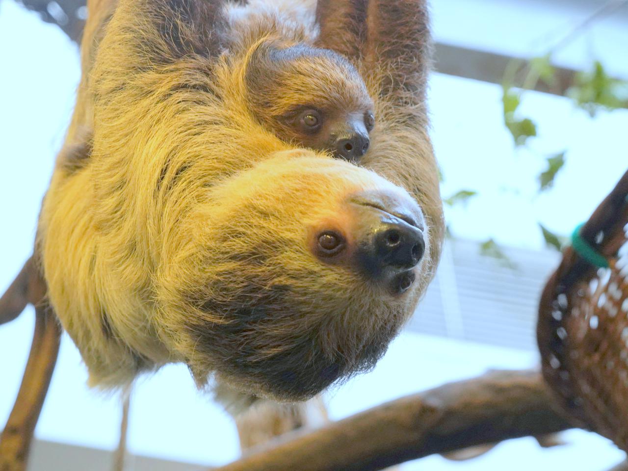 ZOO Wrocław szuka imienia dla małego leniwca. Zobaczcie, jaki jest uroczy! [ZDJĘCIA, FILM] 