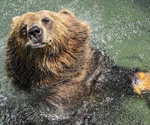 Lody z rybami i zimne prysznice – tak zwierzęta w Zoo radzą sobie z upałami [ZDJĘCIA]