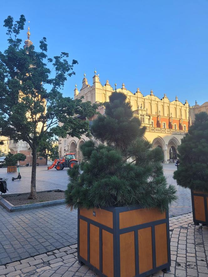Drzewa na Rynku Głównym w Krakowie