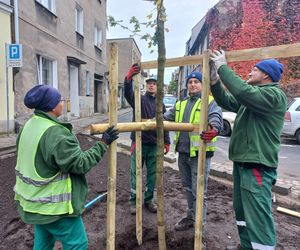 Zamiast asfaltu klomby z roślinami. Zmiany na Tylnej i Wałowej w Lesznie