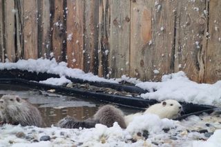 Nutrie w Nutrowisku potrzebują pomocy