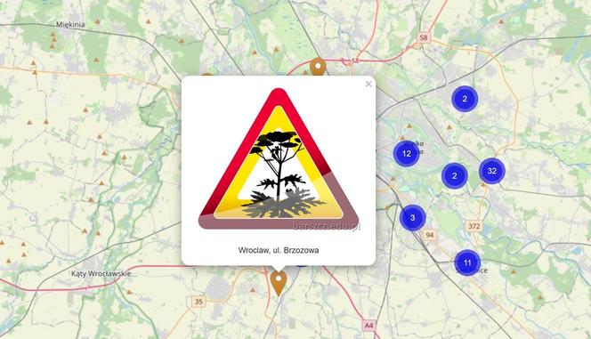  Barszcz Sosnowskiego we wrocławskich parkach. Mieszkańcy alarmują