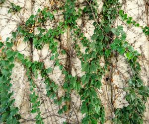 Pnącza ziemozielone:  wiciokrzewy i bluszcze