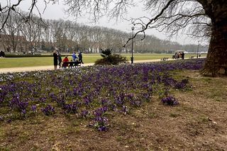 Krokusy Szczecin 2025 