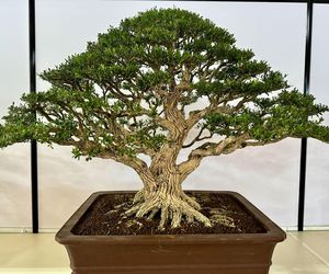 Bonsai: przycinanie drzewek bonsai. Poradnik jak ciąć drzewka bonsai