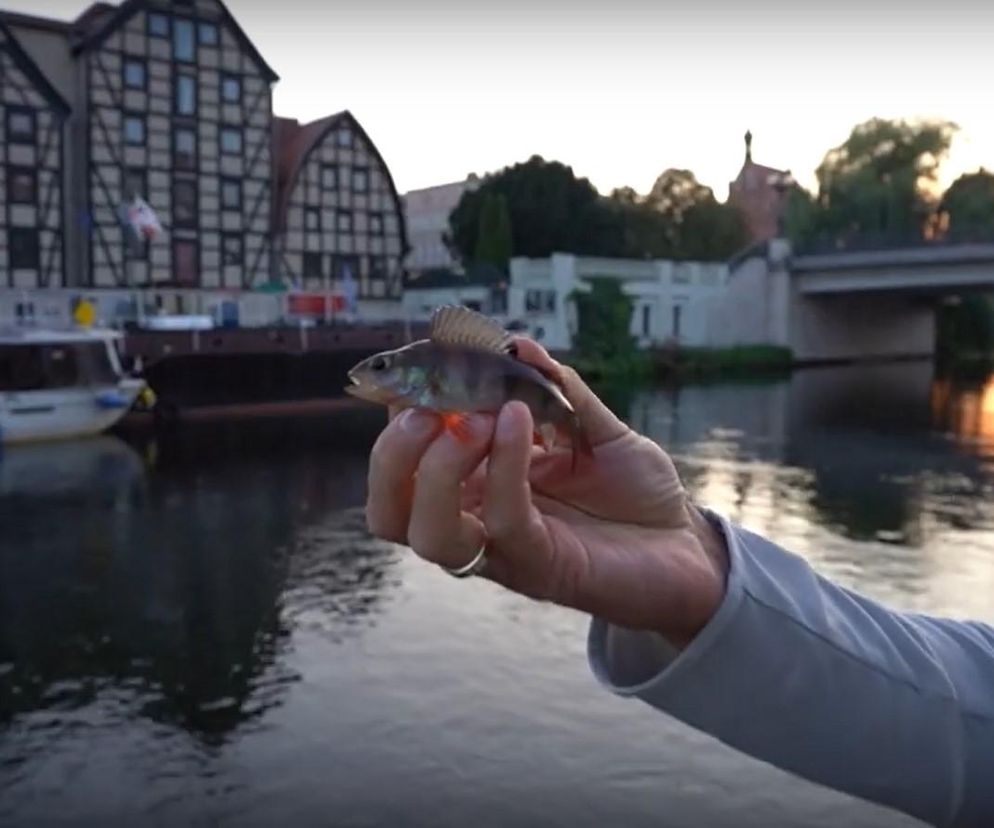 Wędkują w środku miasta i to nocą. Brda i centrum Bydgoszczy to raj dla miłośników street fishingu