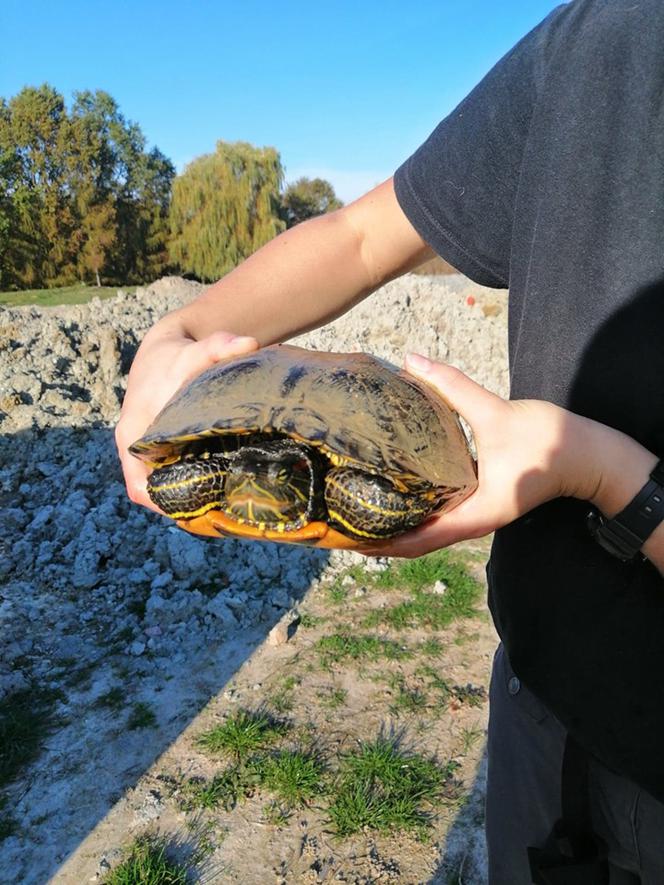 Tak wyglądała akcja ratowania żółwia pod Krakowem