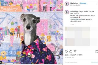 Najmodniejszy pies świata! Te psie kreacje szokują