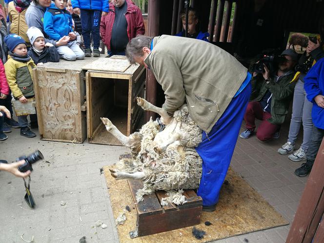 Owce z myślęcińskiego zoo pozbyły się nadmiaru wełny. Zobaczcie, jak wyglądało ich strzyżenie! [ZDJĘCIA]