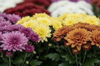 Profesjonalny hodowca chryzantem wskazał, co zrobić z kwiatami po kupnie na straganie. Zanim postawisz je na grobie podłóż pod kwiaty to. Chryzantemy na 1 listopada 