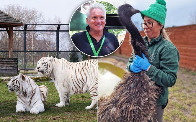 Zoo Borysew może się pochwalić jedynym takim obiektem w Europie. To basen dla białych tygrysów [ZDJĘCIA]. 