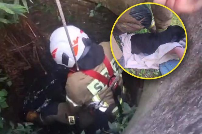 Pies wpadł do głębokiej studni. Na pomoc ruszyli strażacy