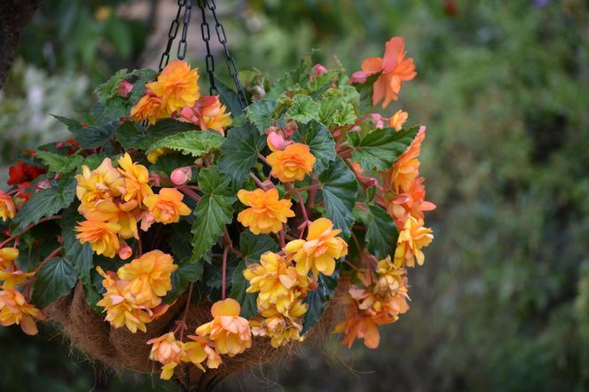 Zwisające kwiaty na balkon