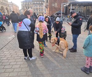 33. Finał WOŚP z grupą krakowskich Golden Retrieverów