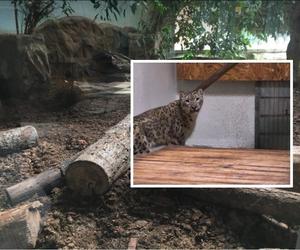Pantera śnieżna nowym mieszkańcem bydgoskiego zoo. Buba zastąpi zmarłego w 2022 Altaja?